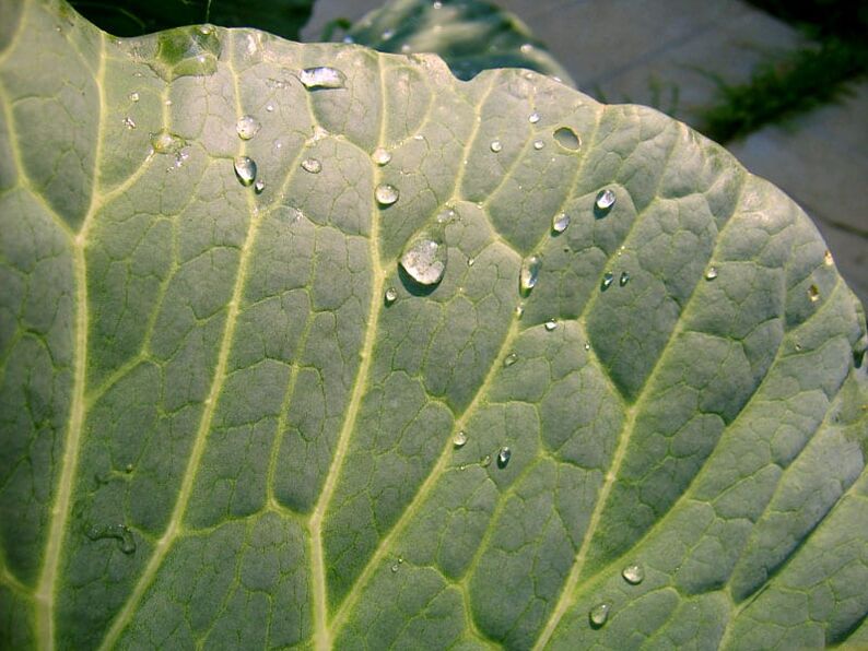 The cabbage leaf compress will help get rid of varicose veins on the legs